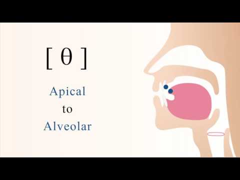 [ θ ] unvoiced apical alveolar non sibilant fricative