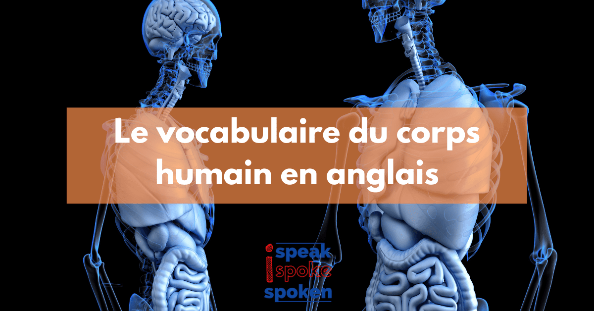 Le vocabulaire du corps humain en anglais : les mots indispensables de la tête aux pieds !