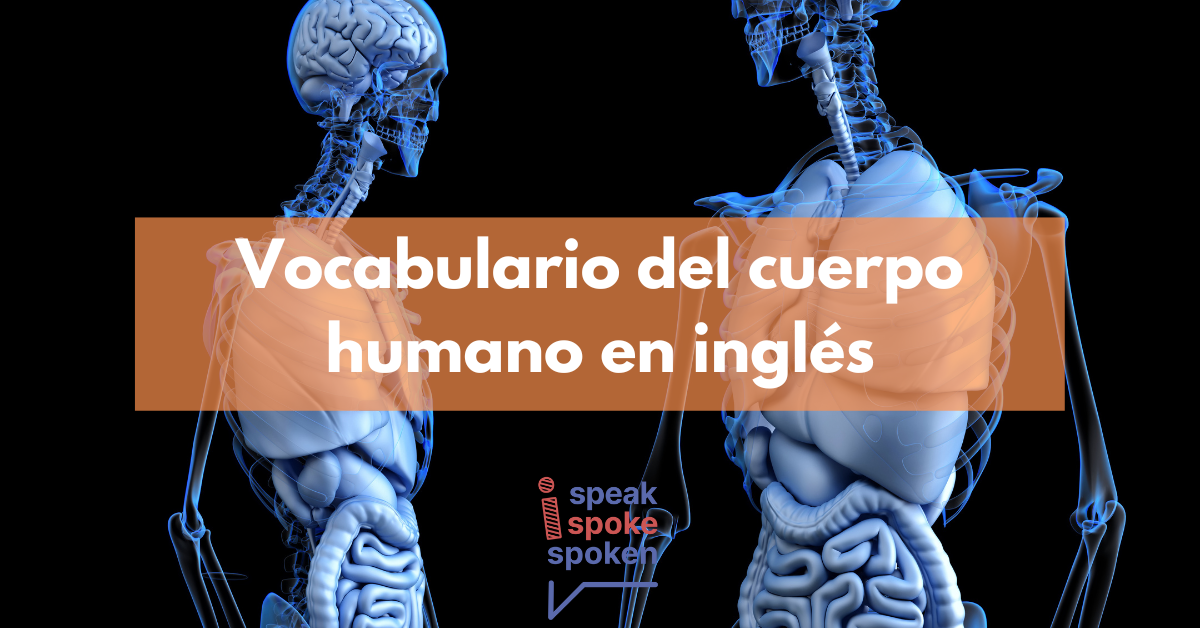 El vocabulario del cuerpo humano en inglés